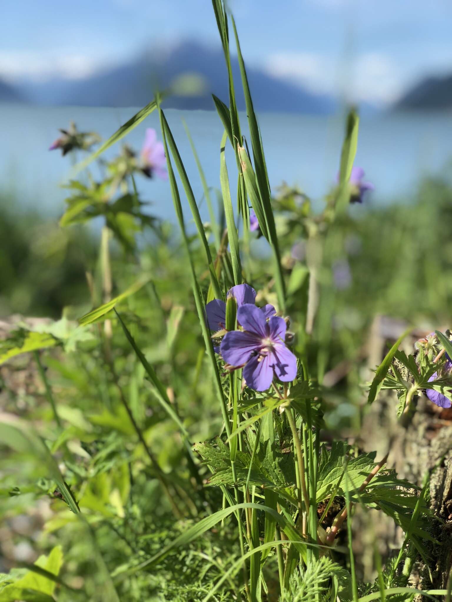 Imagem de Geranium erianthum DC.