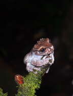 Image of Coronated Treefrog