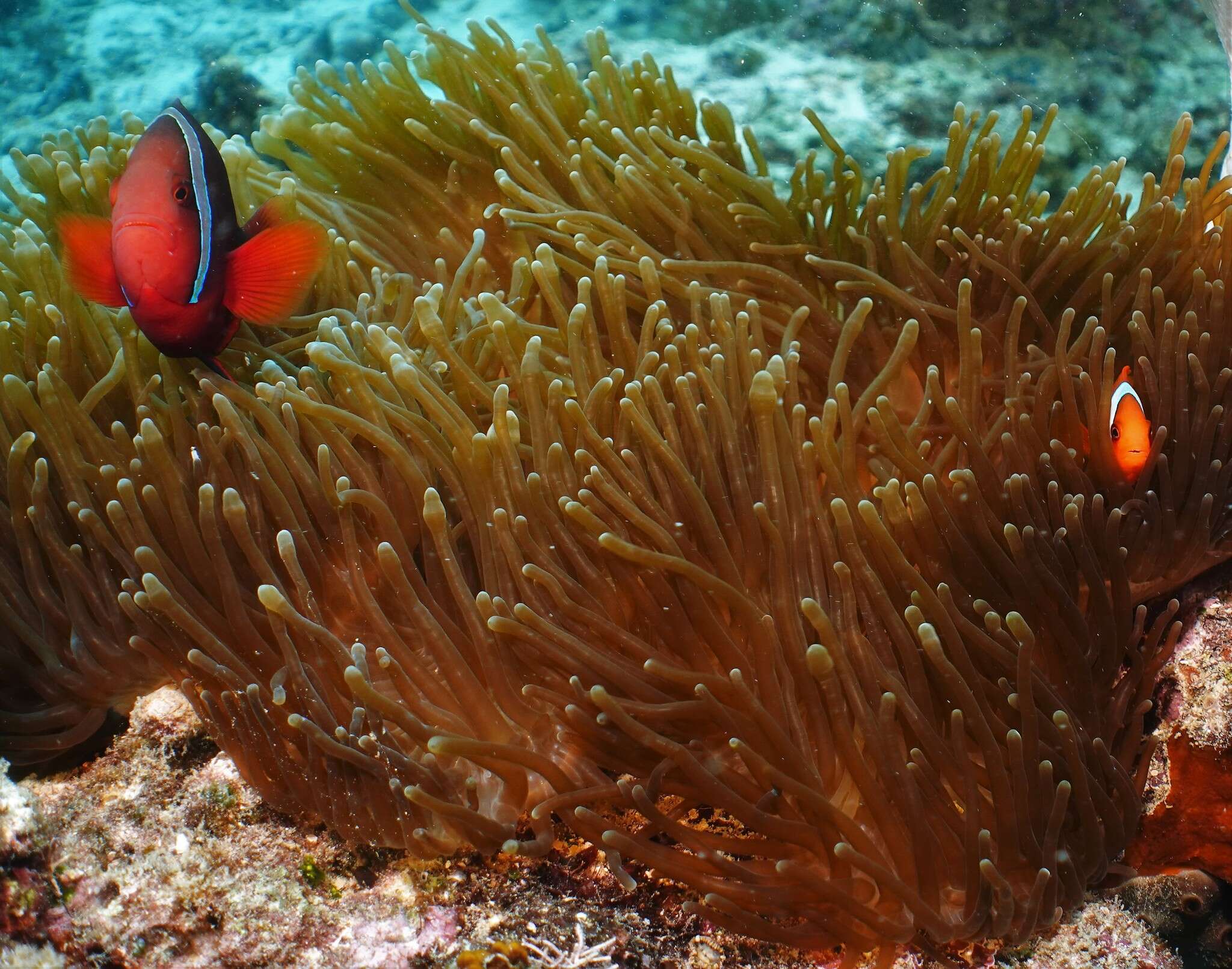 Image of Blackback anemonefish