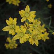 Image of Haplophyllum rosmarinifolium (A. Juss. ex Pers.) G. Don