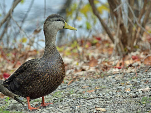 Image of American Black Duck