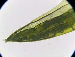 Image of oligotrichum moss