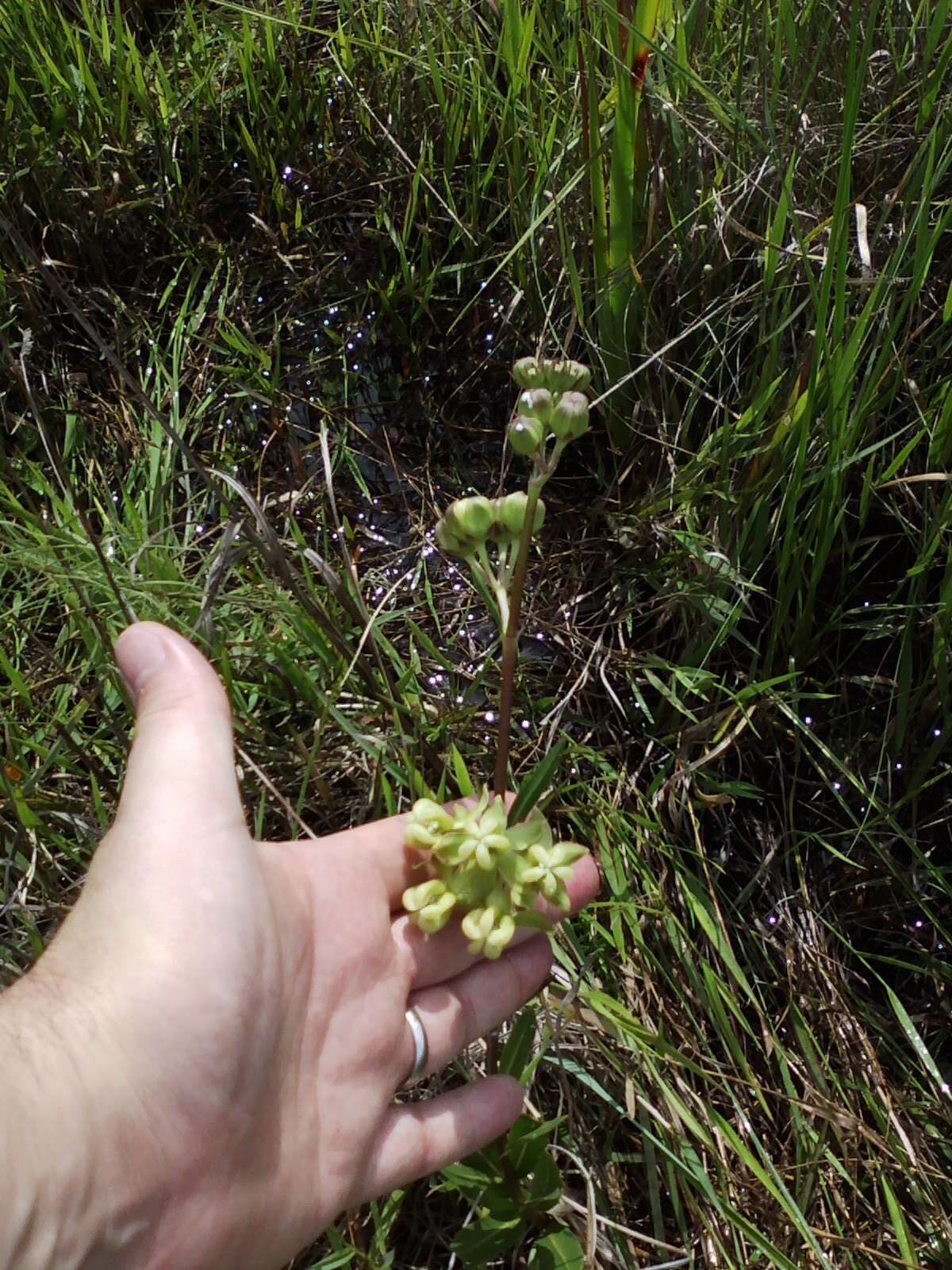 Imagem de Asclepias connivens Baldw. ex Ell.