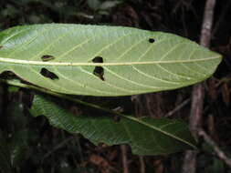 Image of California buckthorn