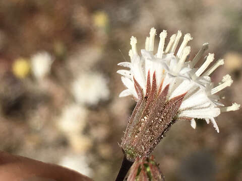 Image of Chaenactis carphoclinia var. carphoclinia