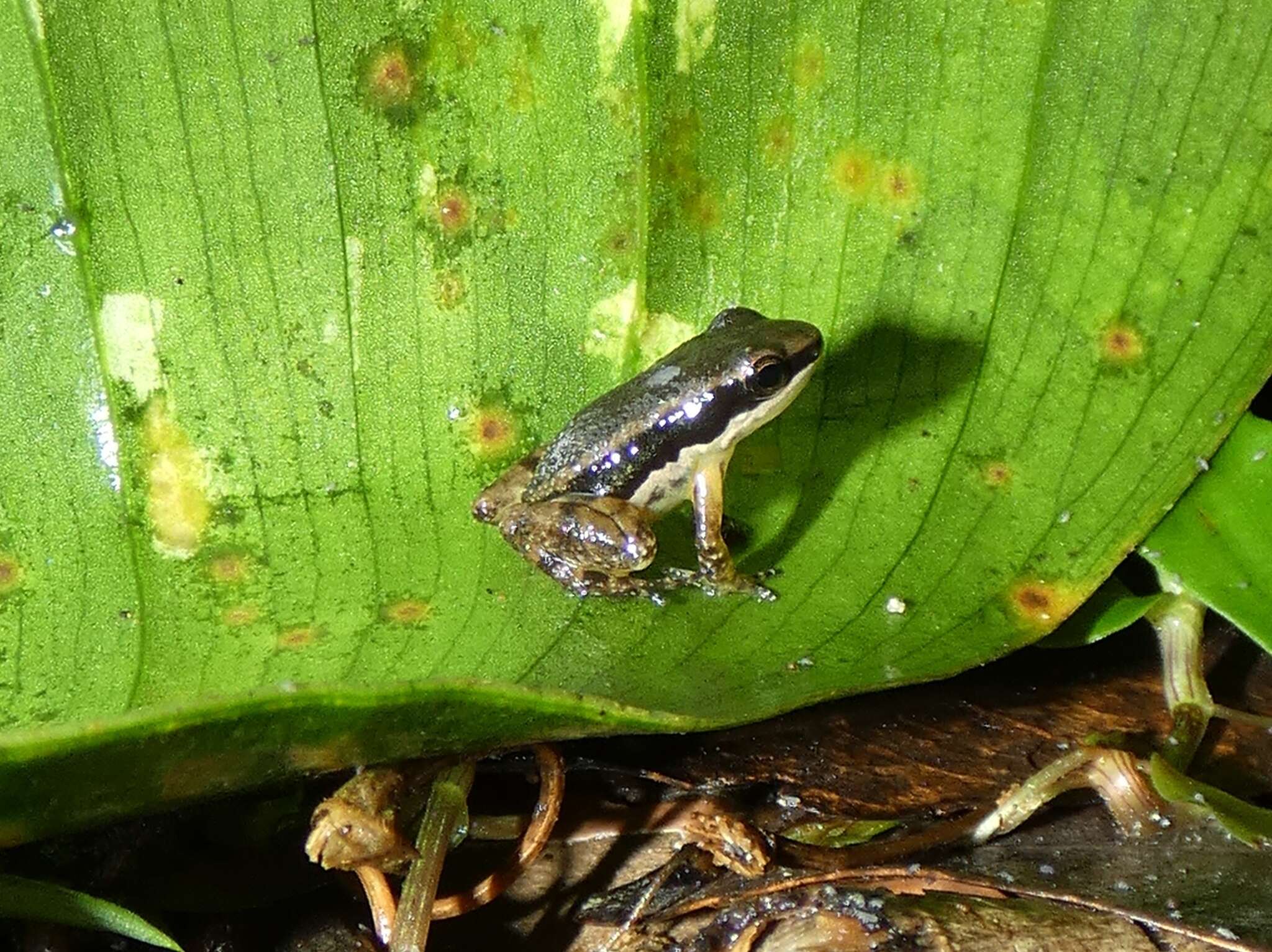 Image of Pratt's Rocket Frog