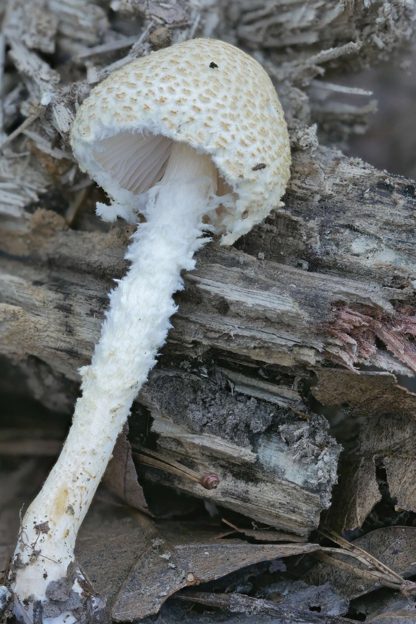 Image of Lepiota clypeolaria (Bull.) P. Kumm. 1871