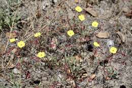 Image of Mojave suncup