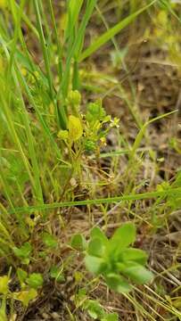 Image de Ranunculus bonariensis subsp. trisepalus (Gill. ex Hook. & Arnott) J. Molero