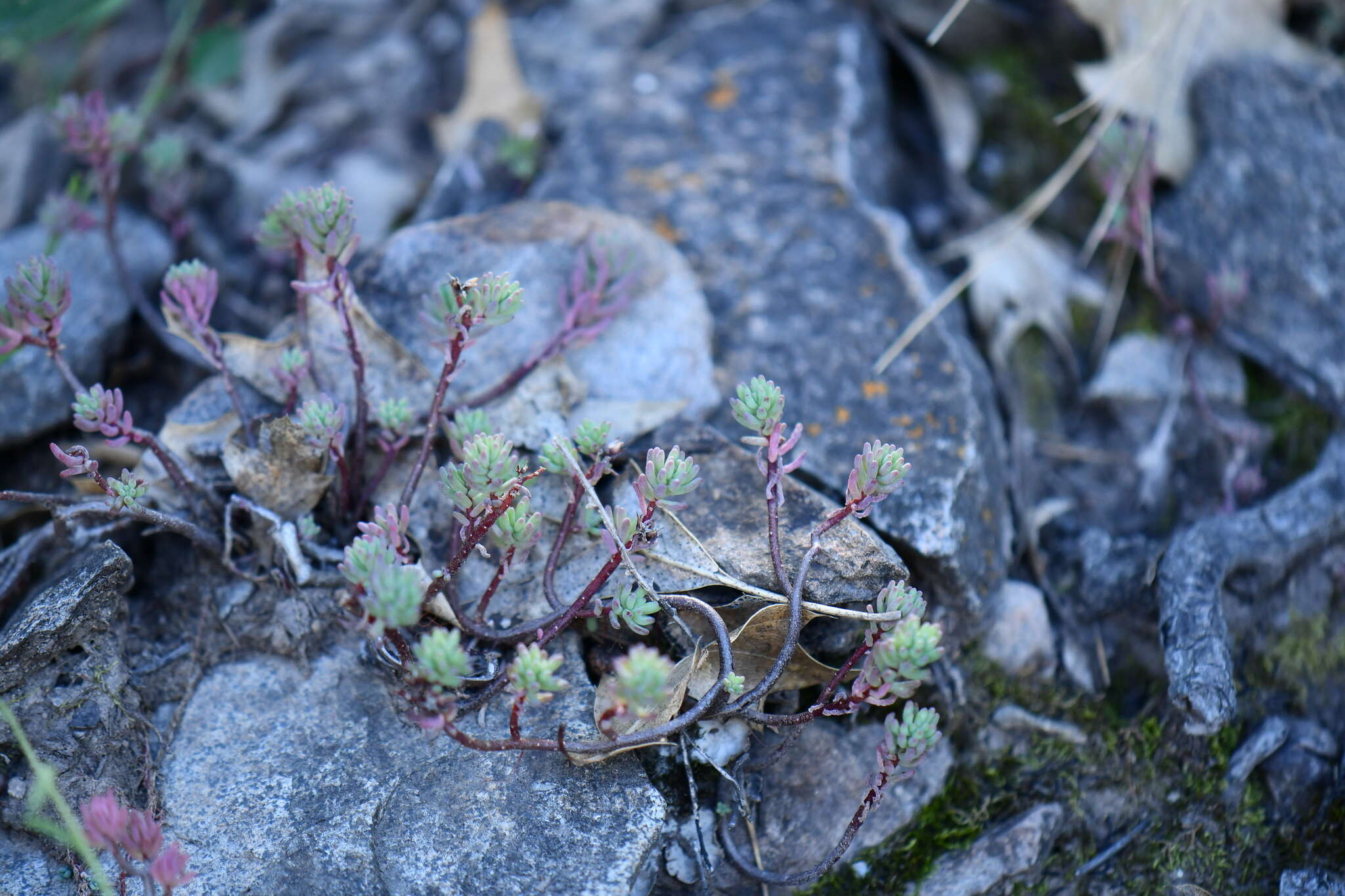 Plancia ëd Sedum havardii Rose