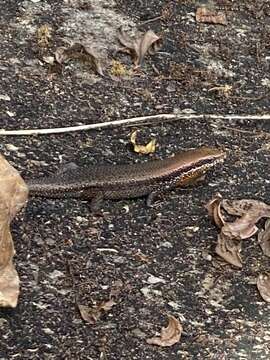 Image of Allapalli Grass Skink