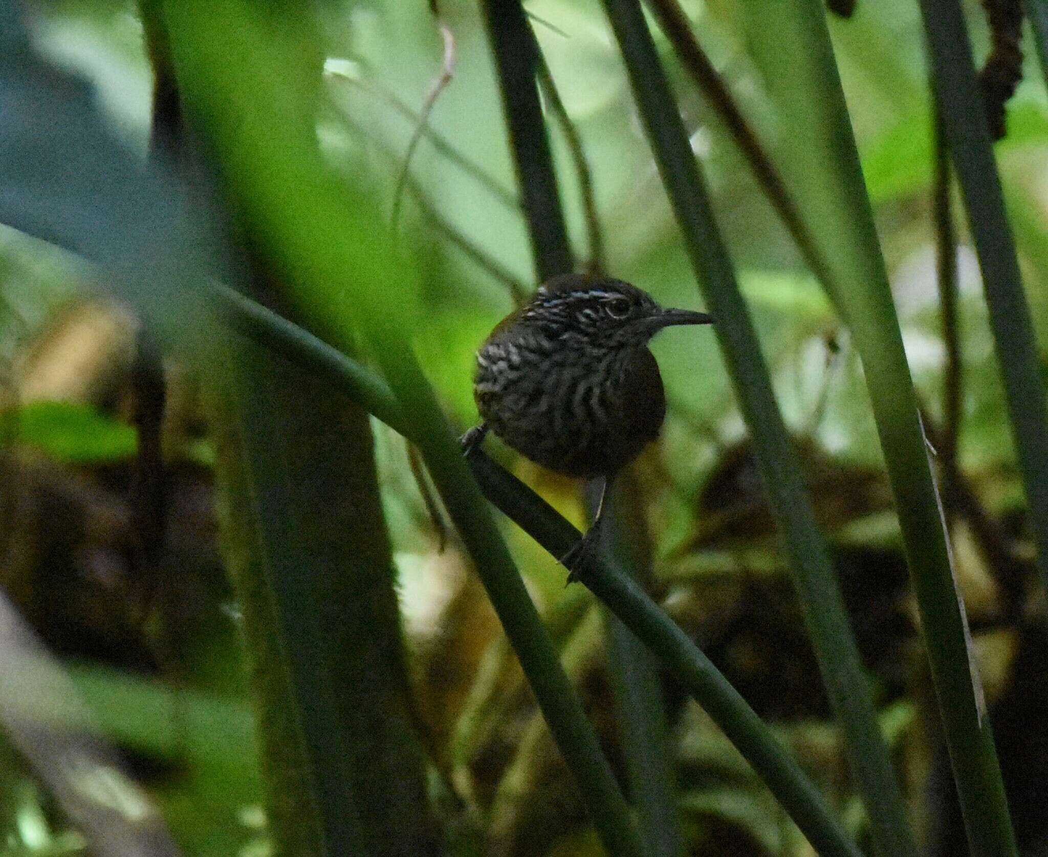 Image of Stripe-breasted Wren