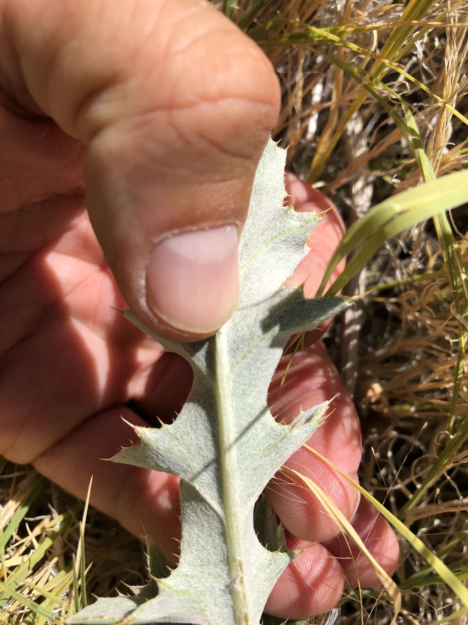 Plancia ëd Cirsium mohavense (Greene) Petr.