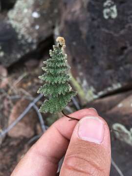 Image of slender lipfern