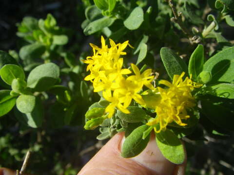 Image of Pteronia divaricata (Berg.) Less.