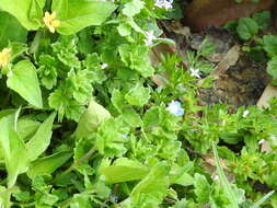 Image of Grey Field-speedwell