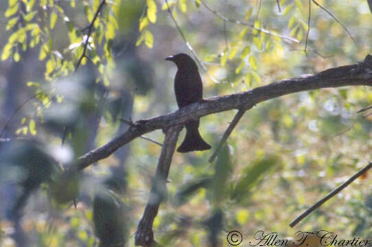 Image of Wallacean Drongo