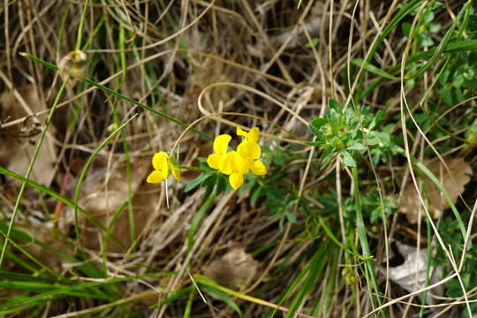 Plancia ëd Lotus borbasii Ujhelyi