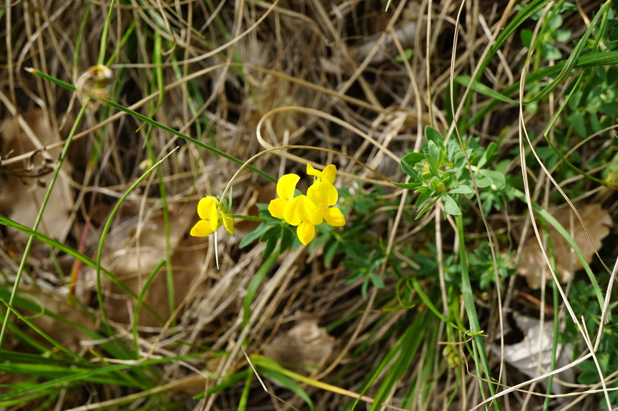 Image of Lotus borbasii Ujhelyi