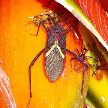 Image of Leptoscelis tricolor Westwood 1842