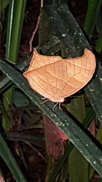 Image of Caerois chorinaeus Fabricius 1775