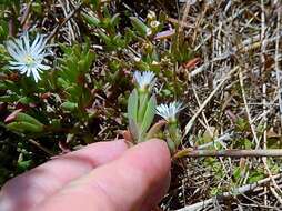 Imagem de Delosperma litorale (Kensit) L. Bol.