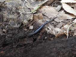 Image of Northern Gray-cheeked Salamander