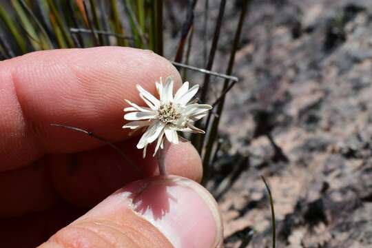 Image de Helichrysum pumilum Hook. fil.