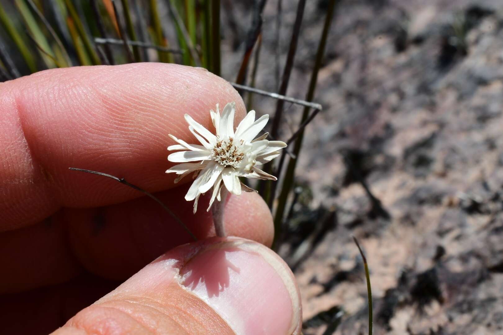 Image de Helichrysum pumilum Hook. fil.