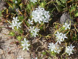 Image of Baker's navarretia