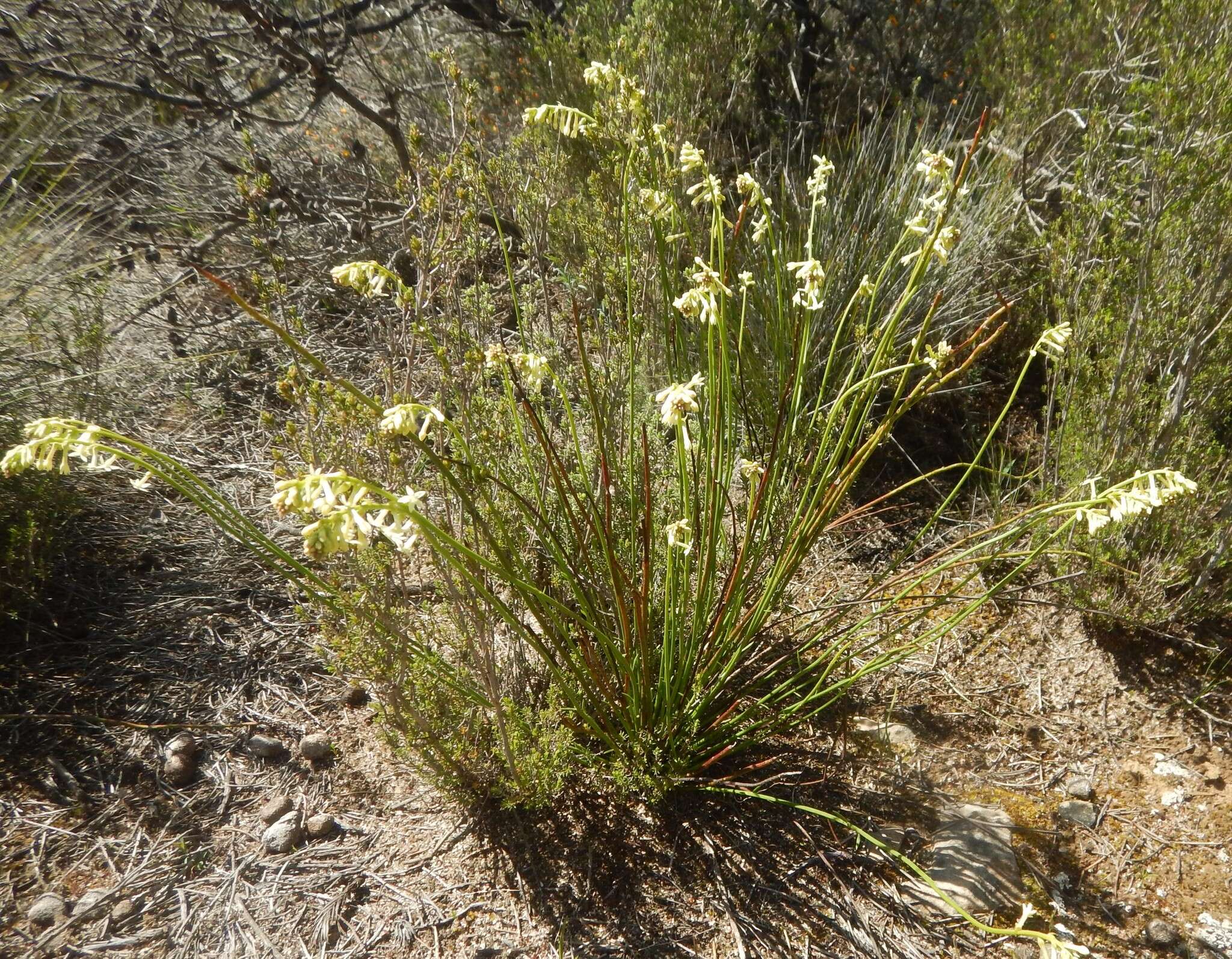 Image of Stackhousia monogyna Labill.