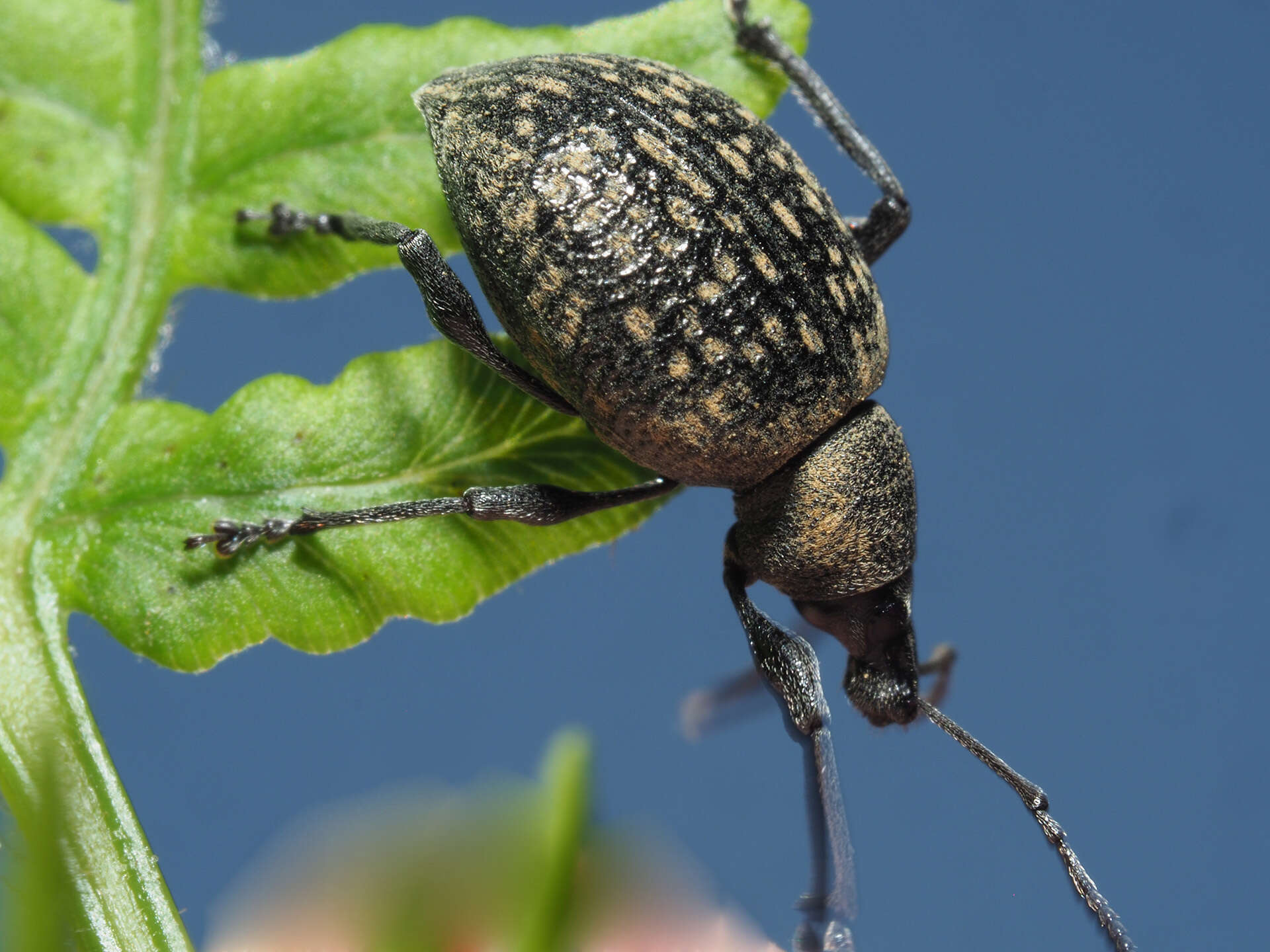 Otiorhynchus (Otiorhynchus) armadillo (Rossi 1792) resmi