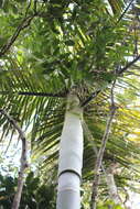 Image of Dypsis baronii (Becc.) Beentje & J. Dransf.