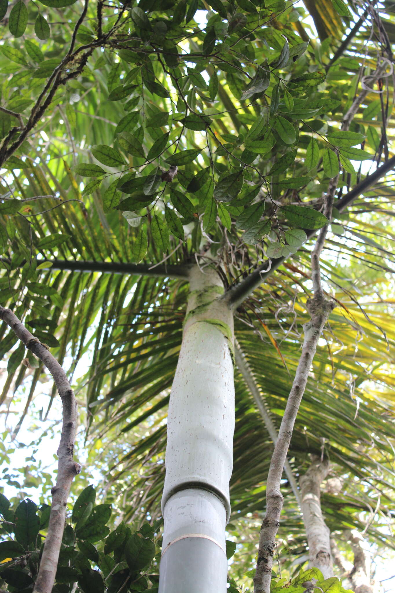 Image of Dypsis baronii (Becc.) Beentje & J. Dransf.