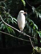 Image de Bubulcus ibis coromandus