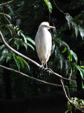 Image of Bubulcus ibis coromandus