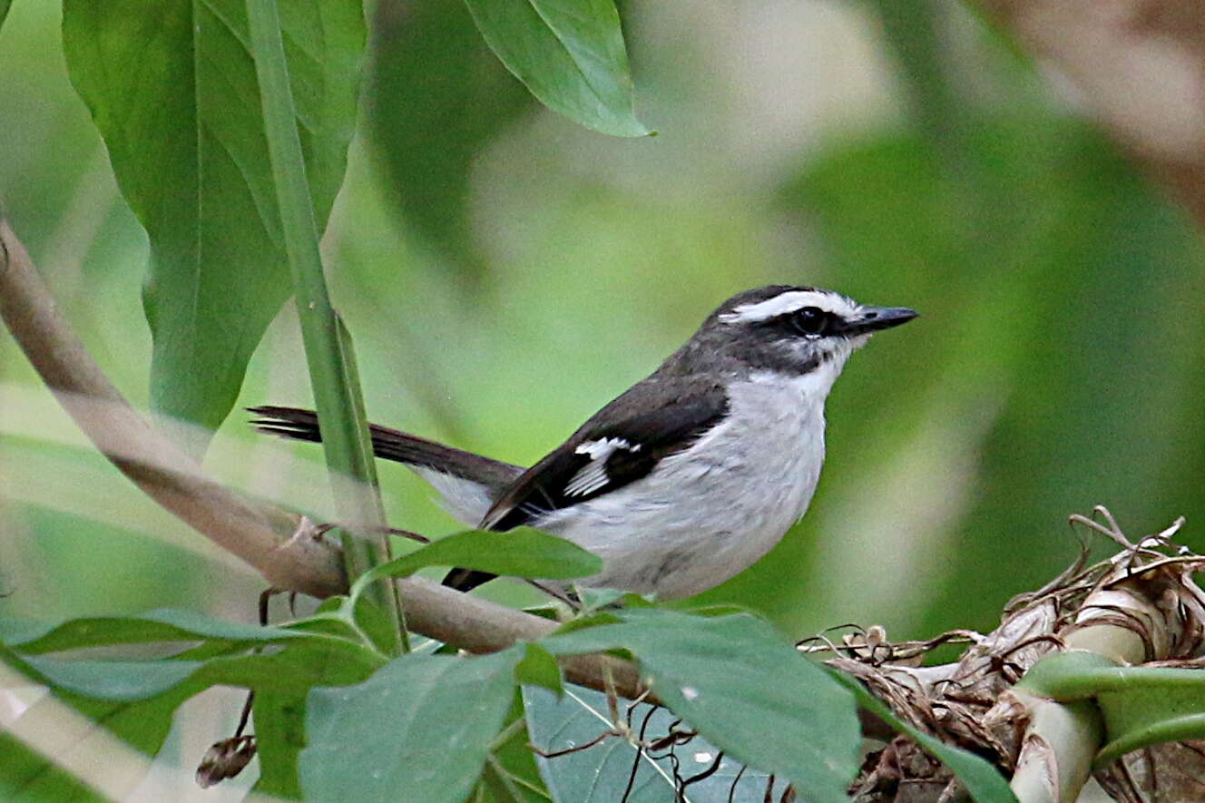 Image of White-browed Robin