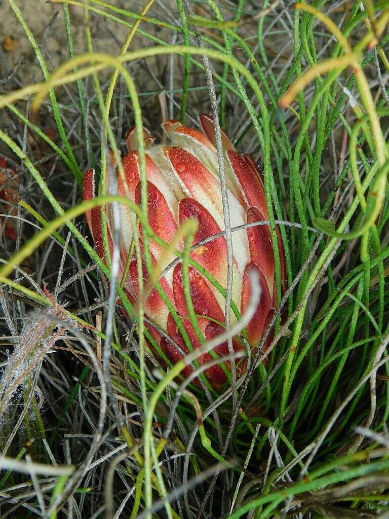 Plancia ëd Protea restionifolia (Salisb. ex Knight) Rycroft