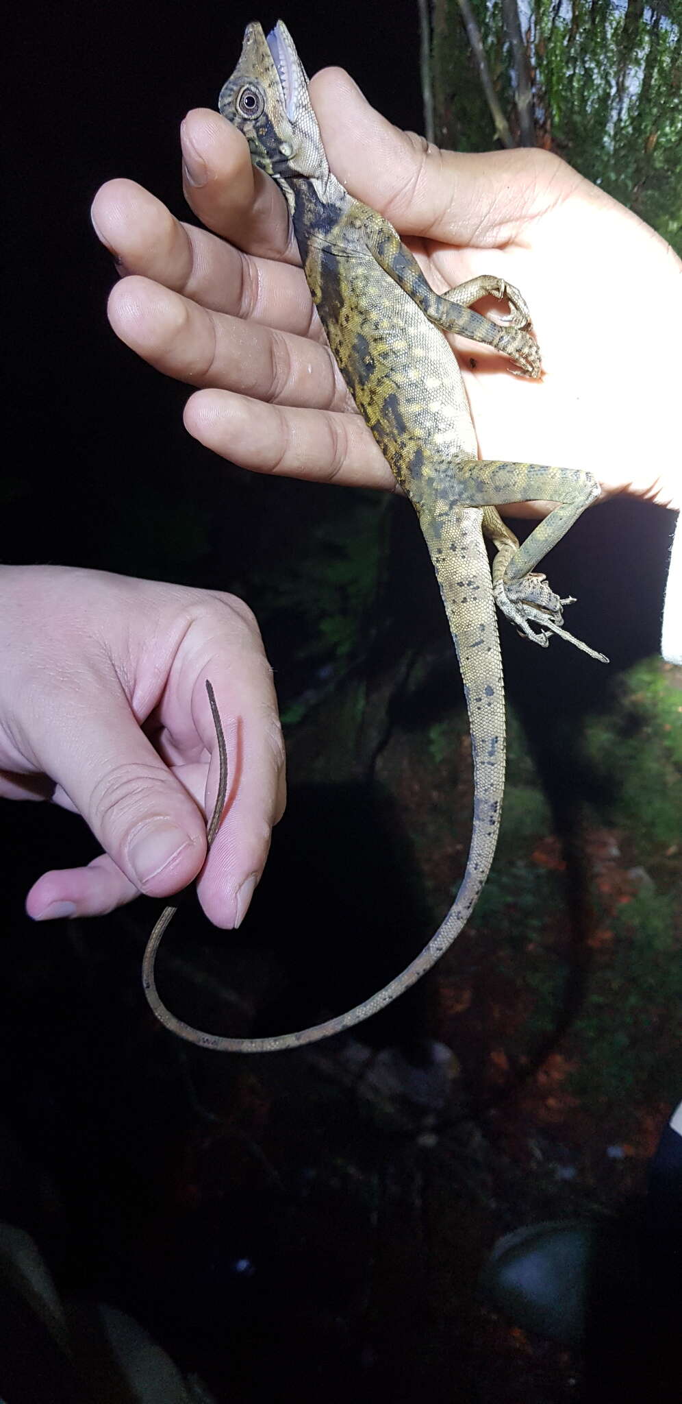 Image of Giant Forest Dragon