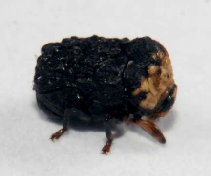 صورة Exema neglecta Blatchley 1920