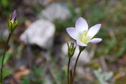 صورة Gentianella ernestii (Briq.) Fabris ex J. S. Pringle