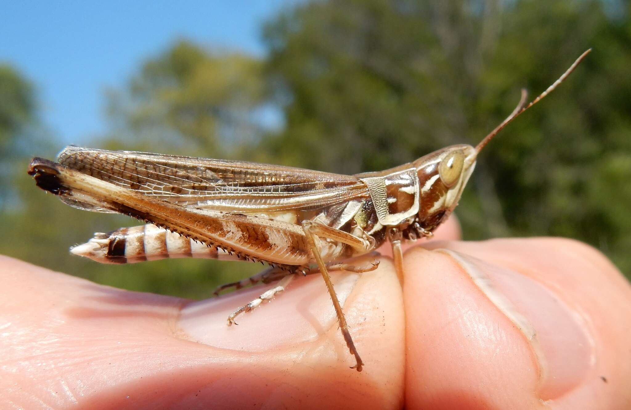 Image of Admirable Grasshopper