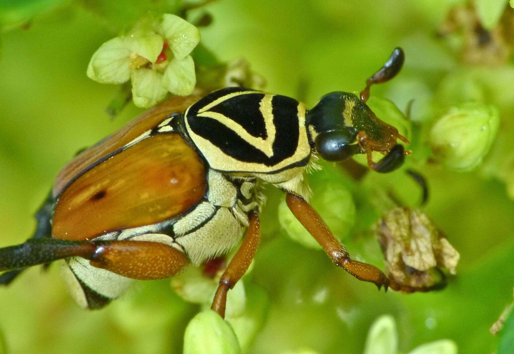 Image of Delta Flower Scarab