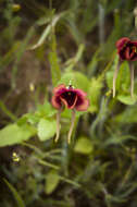 Image of Diascia longicornis (Thunb.) Druce