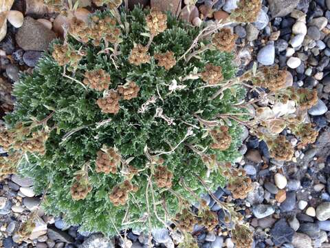 Plancia ëd Artemisia glomerata Ledeb.