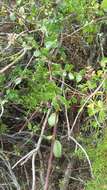 Image of southern honeysuckle