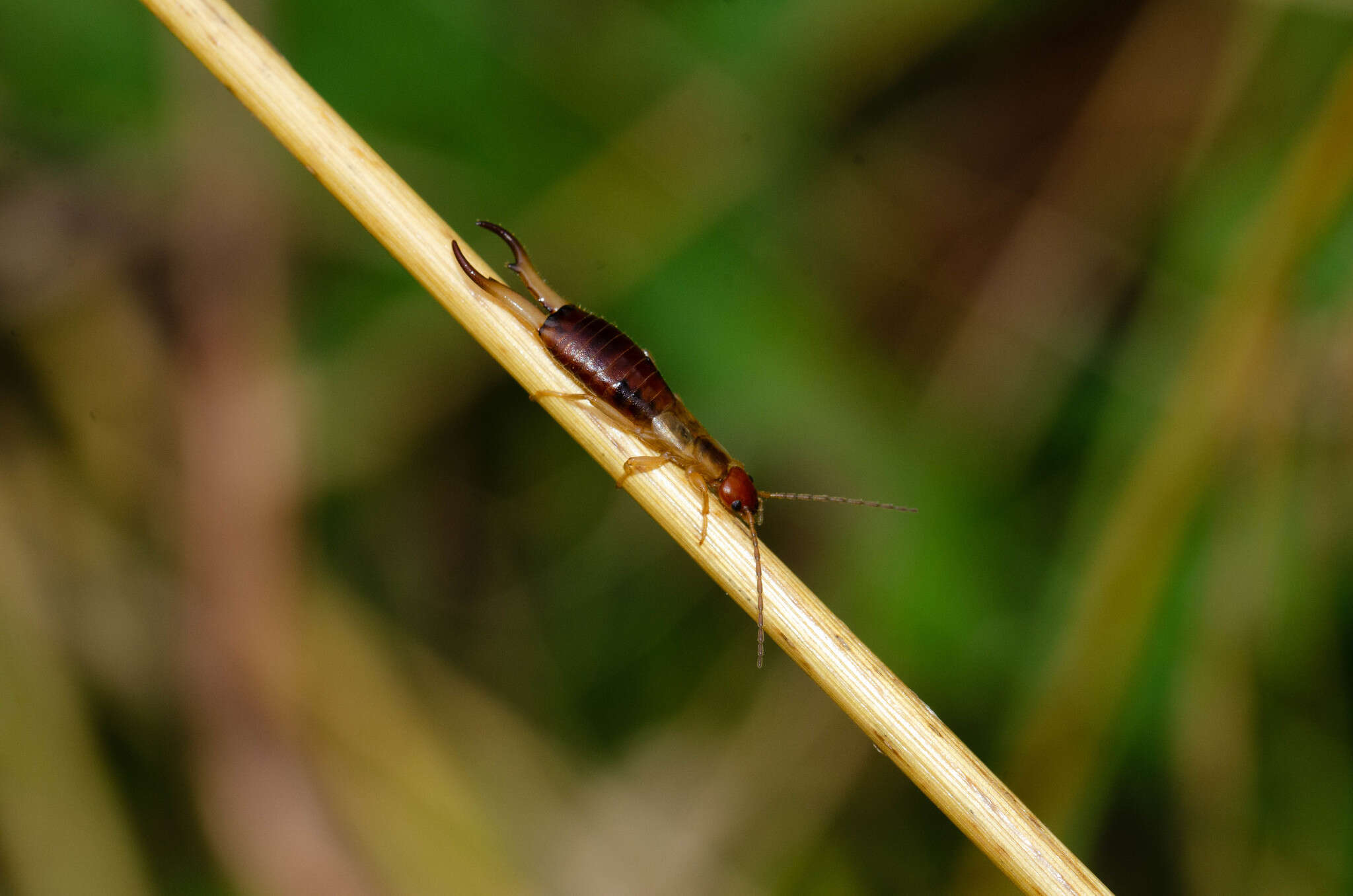 Image of Guanchia pubescens (Géné 1837)