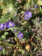 Image of North Coast phacelia