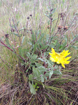 Image of hairy gumweed