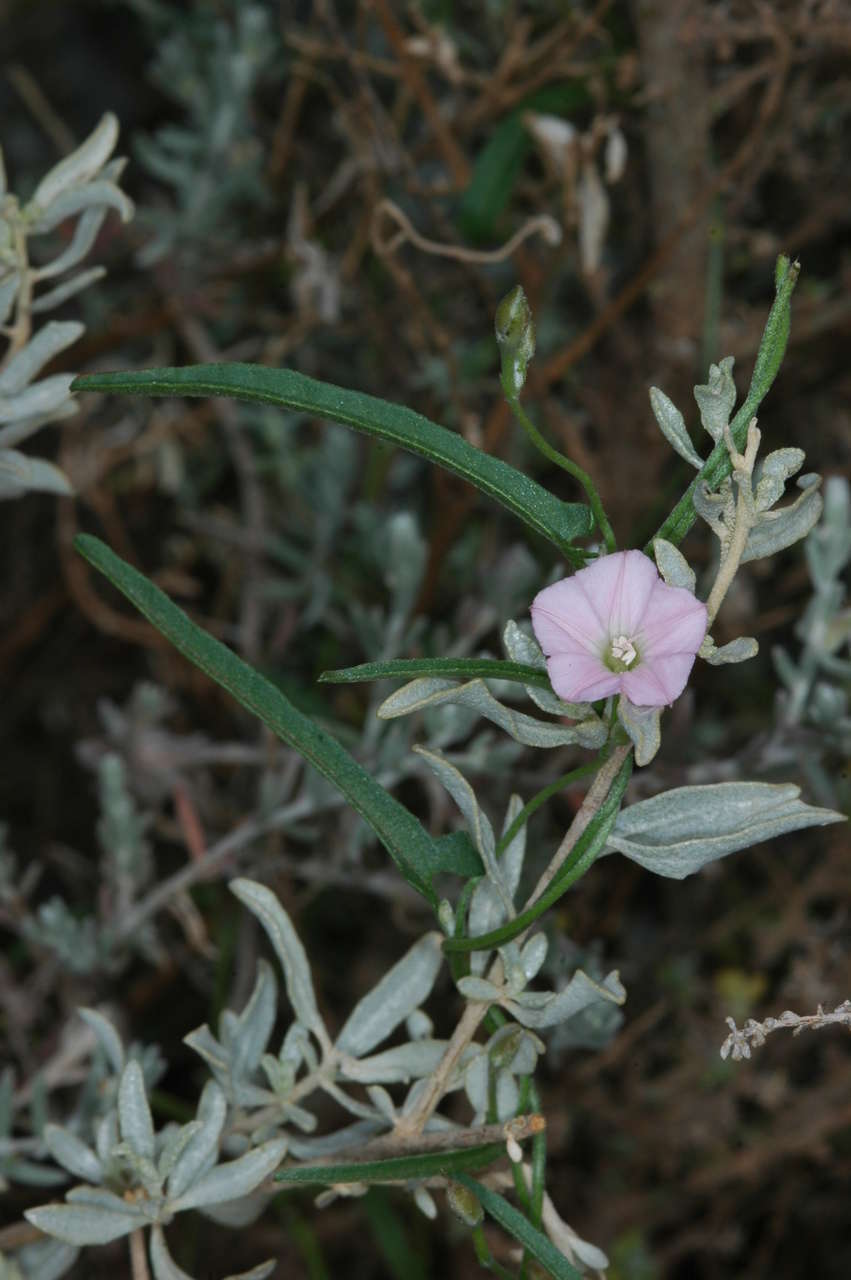 Image de Convolvulus remotus R. Br.